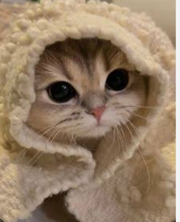 How AI Brought a Hooded Kitty’s Curiosity to Life—and How You Can Too! #digen ai #FreeAIVideoGenerator