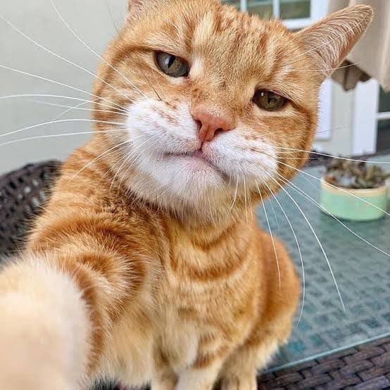 How This Curious Cat Became a Viral Star – All Thanks to AI! #digenai #FreeAIVideoGenerator