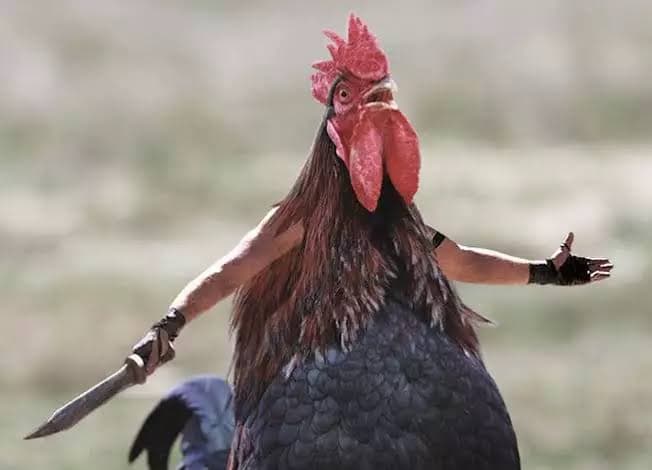 How Did a Desert Rooster Become an AI Video Sensation? #digenai #FreeAIVideoGenerator